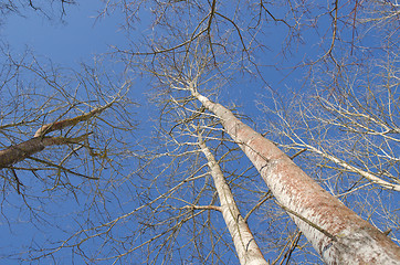 Image showing naked aspen tree branch  blue sky background 