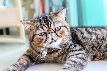 Image showing Tabby Cat