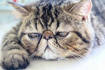 Image showing Tabby Cat