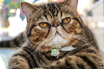 Image showing Tabby Cat