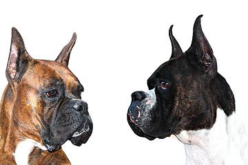 Image showing Boxer Dogs