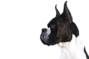 Image showing Boxer Dog