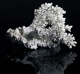 Image showing white coral