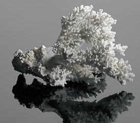 Image showing white coral