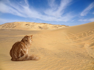 Image showing desert with cat