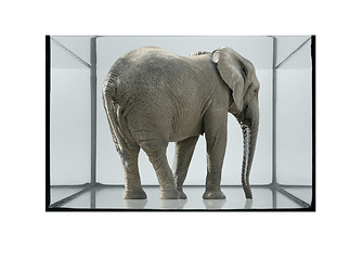 Image showing fish tank and elephant