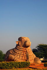 Image showing Nandi, Baby bull