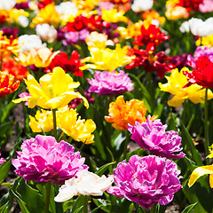 Image showing Tulips garden