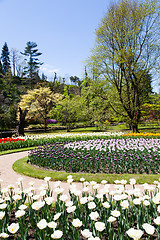 Image showing Tulips garden