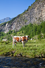 Image showing Cows and Italian Alps