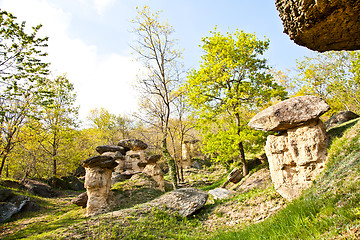 Image showing Imaginative forest landscape