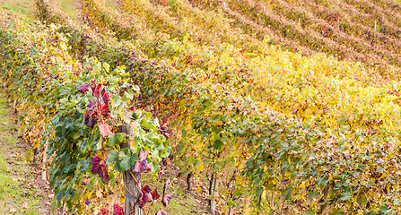 Image showing Italian Vineyard