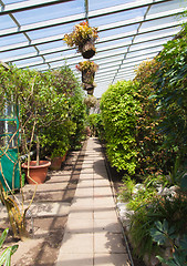 Image showing Greenhouse interior
