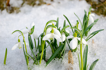 Image showing spring snowdrop snowflake flowers blooms snow 