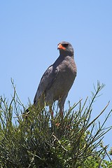 Image showing buzzard looking for prey
