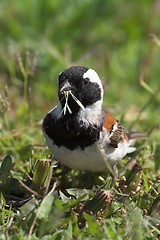 Image showing bird collecting grass