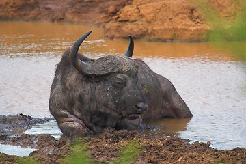 Image showing wallowing buffalo