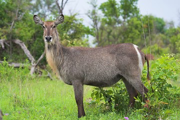 Image showing water buck