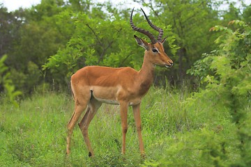 Image showing Male Impala