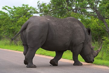 Image showing rhino