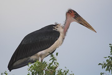 Image showing marabu stork