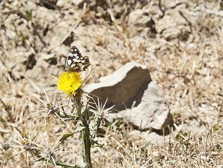 Image showing Butterfly on a flower