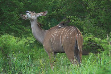 Image showing female kudu