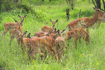 Image showing impala group