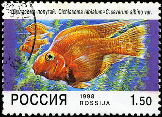 Image showing RUSSIA - CIRCA 1998: A post stamp printed in Russia shows fish. 