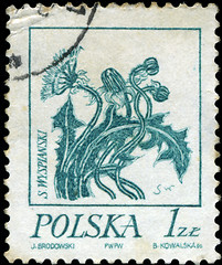 Image showing POLAND - CIRCA 1968: A stamp is printed in Poland, flower, let o