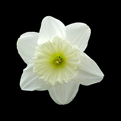 Image showing Daffodil head on a black background