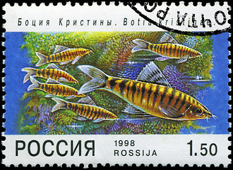 Image showing RUSSIA - CIRCA 1998: A post stamp printed in Russia shows fish. 