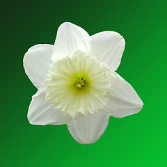 Image showing Daffodil head on a green background