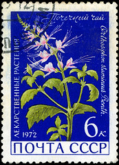 Image showing USSR - CIRCA 1972: A stamp printed in USSR show Orthosiphon stam