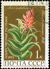 Image showing USSR - CIRCA 1972: A stamp printed in USSR show Aloe arborescens