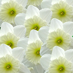 Image showing Yellow and White Daffodils