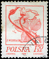 Image showing POLAND - CIRCA 1968: A stamp is printed in Poland, flower, let o