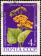 Image showing USSR - CIRCA 1972: A stamp printed in USSR show Groundsel, serie