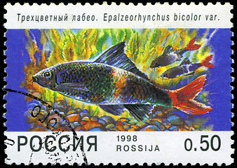 Image showing RUSSIA - CIRCA 1998: A post stamp printed in Russia shows fish. 