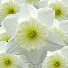 Image showing Yellow and White Daffodils