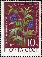 Image showing USSR - CIRCA 1972: A stamp printed in USSR show Solanum laciniat