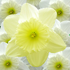Image showing Yellow and White Daffodils