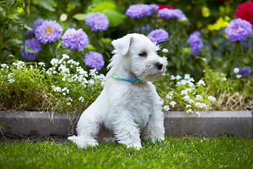 Image showing white miniature schnauzer puppy