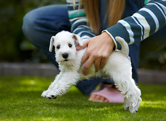 Image showing white miniature schnauzer puppy