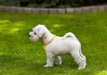 Image showing white miniature schnauzer puppy