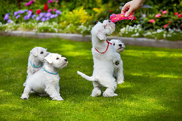 Image showing white miniature schnauzer puppy