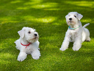 Image showing white miniature schnauzer puppy