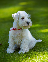 Image showing white miniature schnauzer puppy