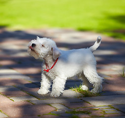 Image showing white miniature schnauzer puppy