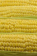 Image showing Corn Close Up 02